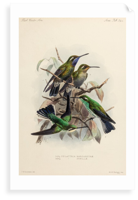 Hummingbirds by Johannes Gerardus Keulemans