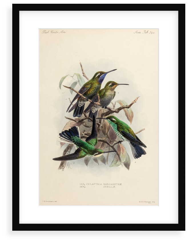 Hummingbirds by Johannes Gerardus Keulemans
