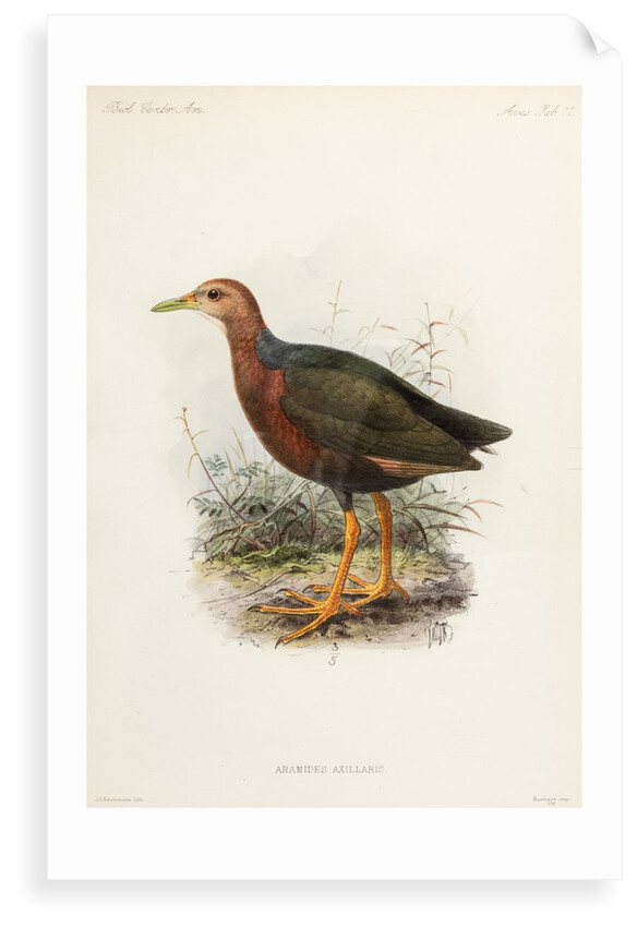 Rufus-necked wood rail by Johannes Gerardus Keulemans