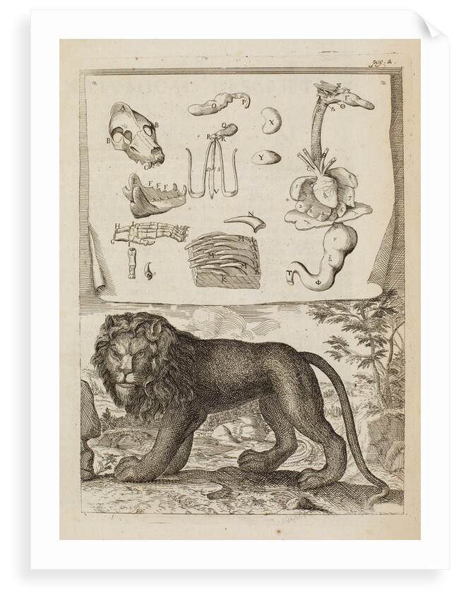 Lion by Richard Waller