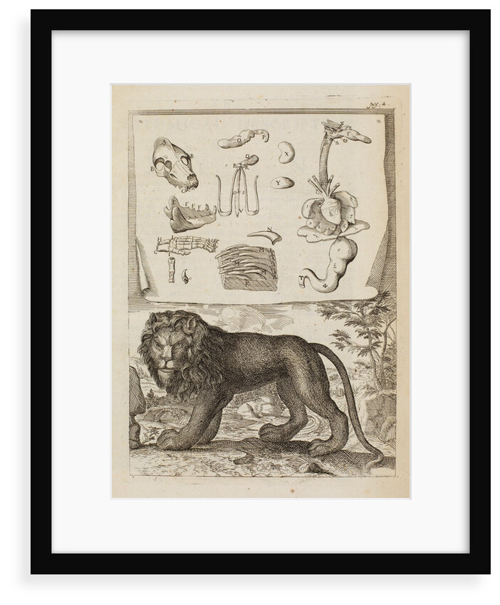 Lion by Richard Waller