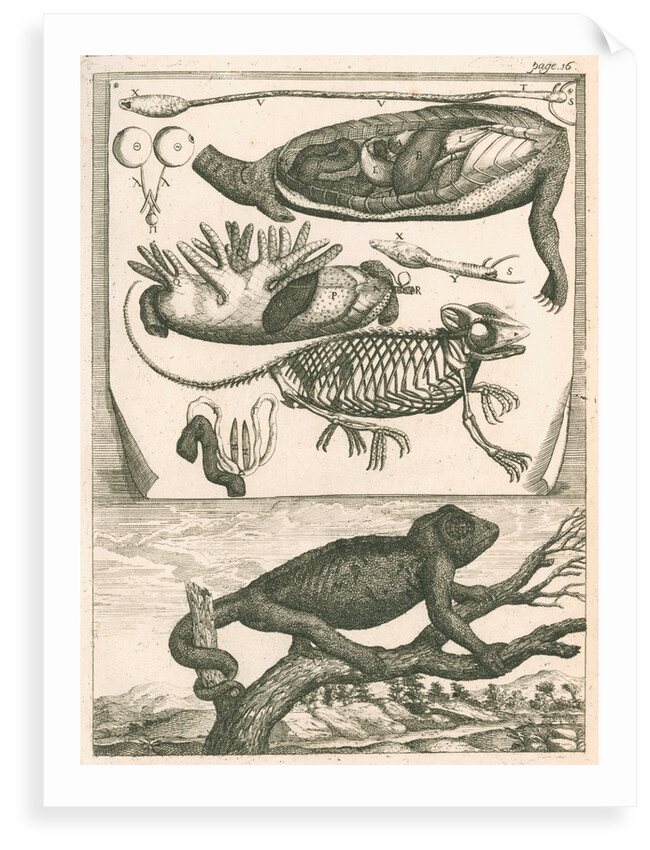 Chameleon by Richard Waller