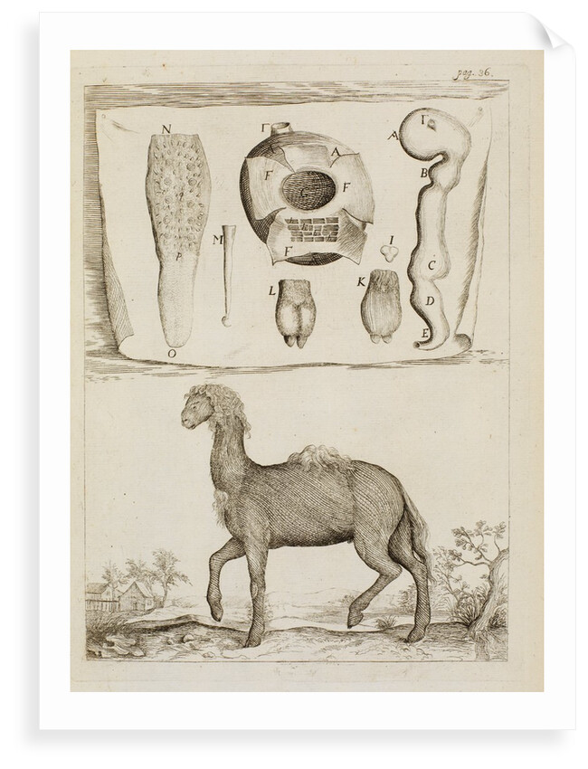 Dromedary by Richard Waller