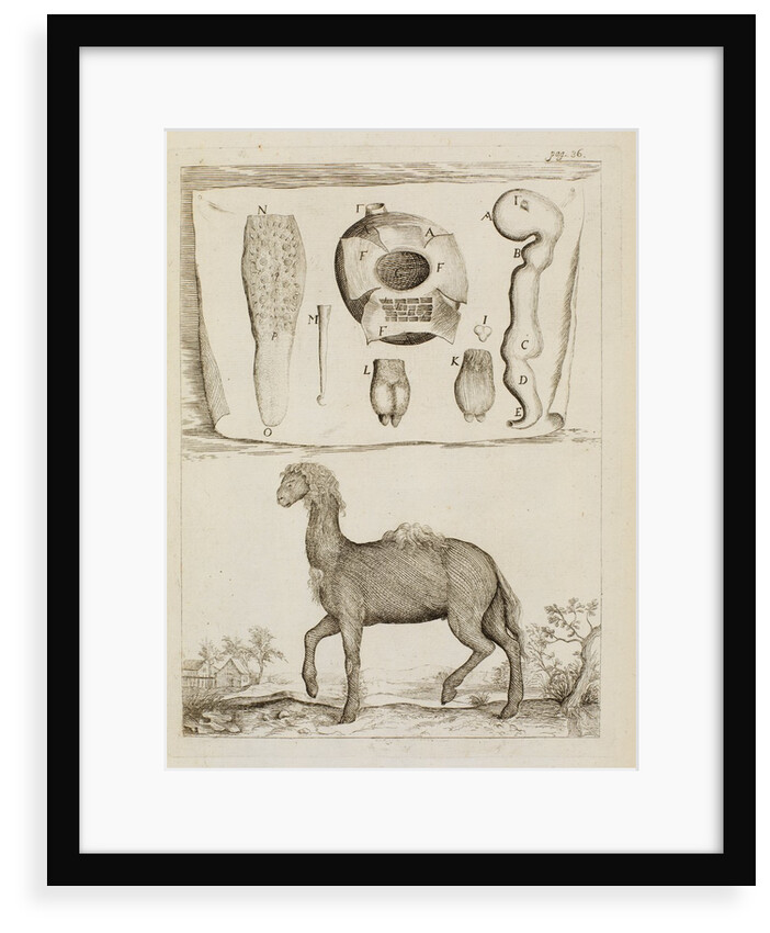 Dromedary by Richard Waller