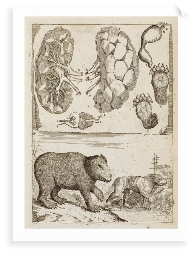Bear by Richard Waller