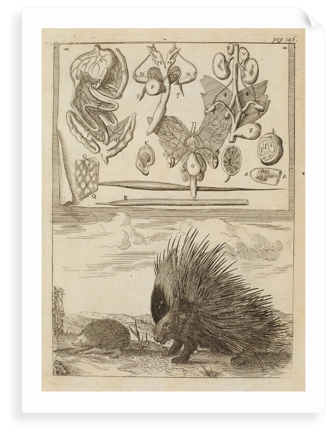 Porcupine and hedgehog by Richard Waller