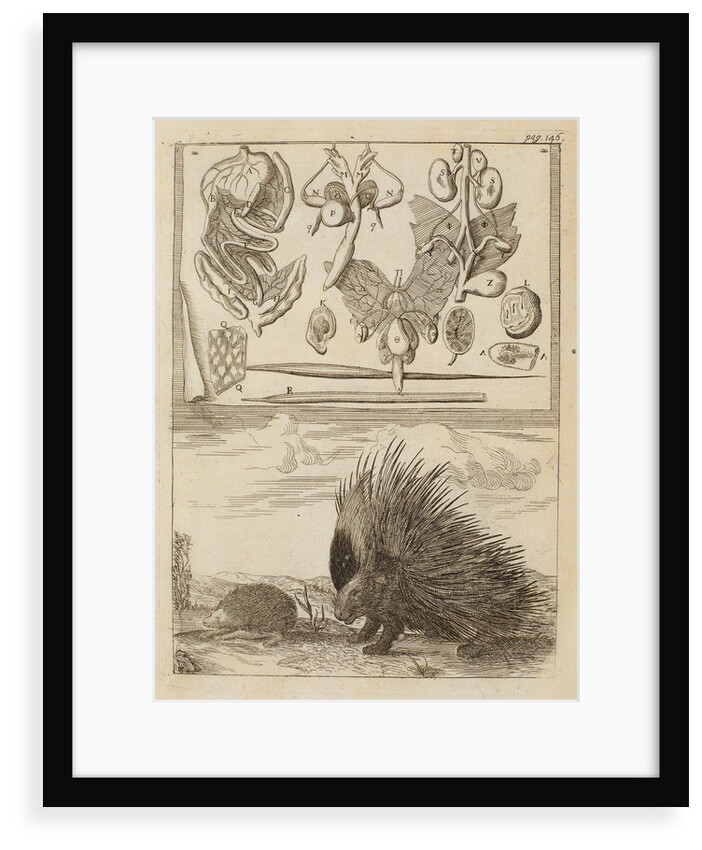 Porcupine and hedgehog by Richard Waller