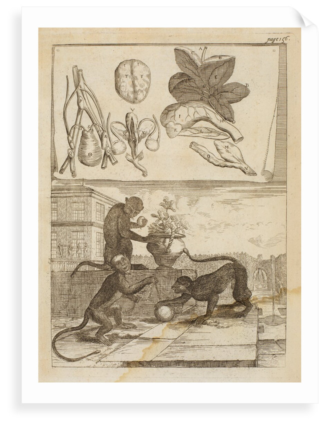 Capuchin monkeys by Richard Waller