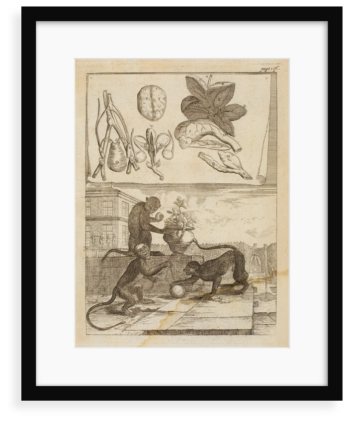 Capuchin monkeys by Richard Waller