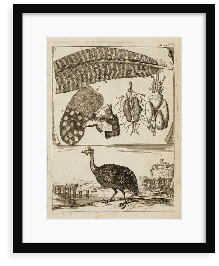 Madagascan partridge by Richard Waller