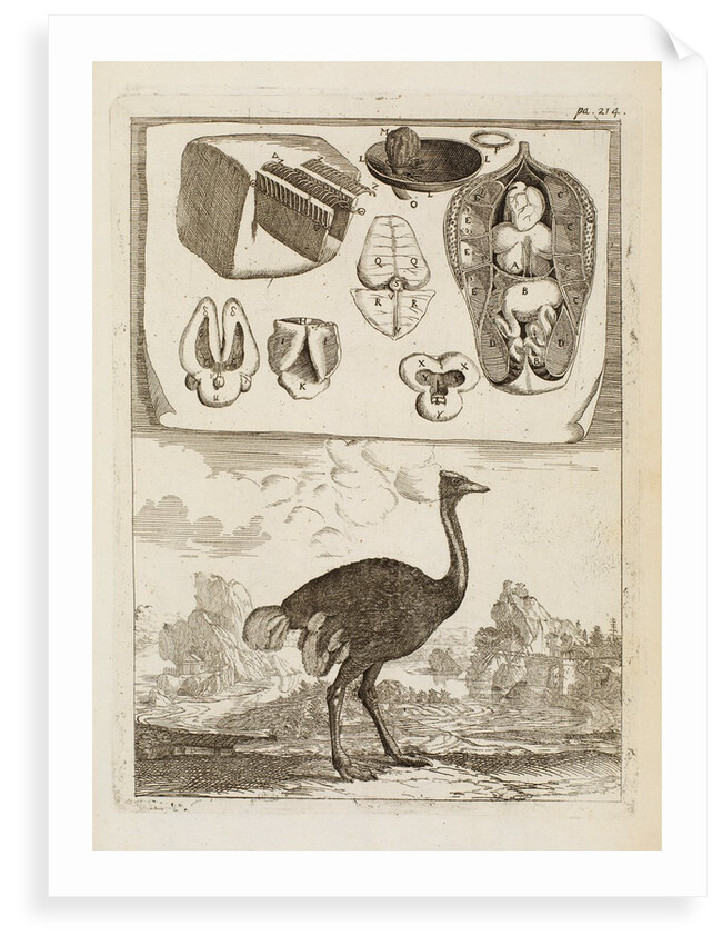 Ostrich by Richard Waller