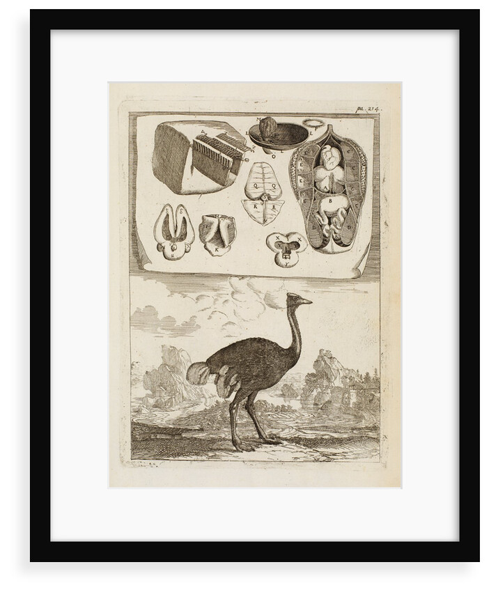 Ostrich by Richard Waller