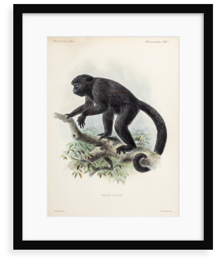 Howler monkey by Johannes Gerardus Keulemans