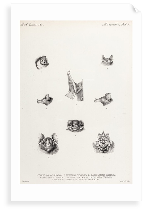 Bats by Philibert Charles Berjeau
