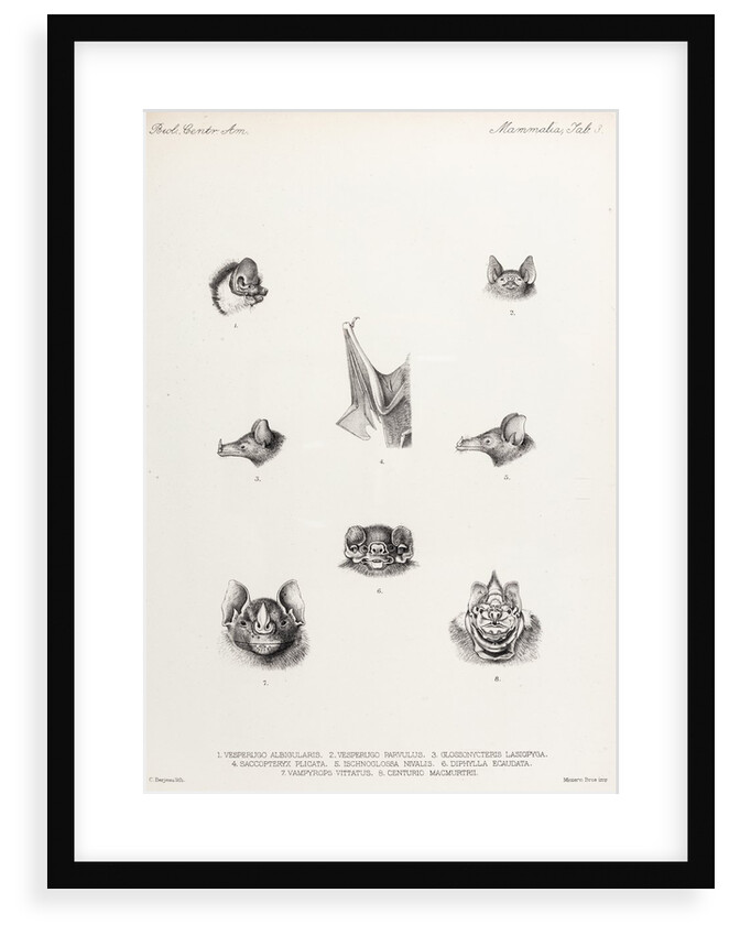 Bats by Philibert Charles Berjeau