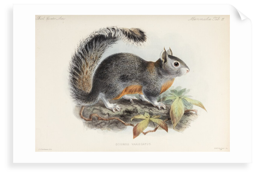 Variegated squirrel by Johannes Gerardus Keulemans