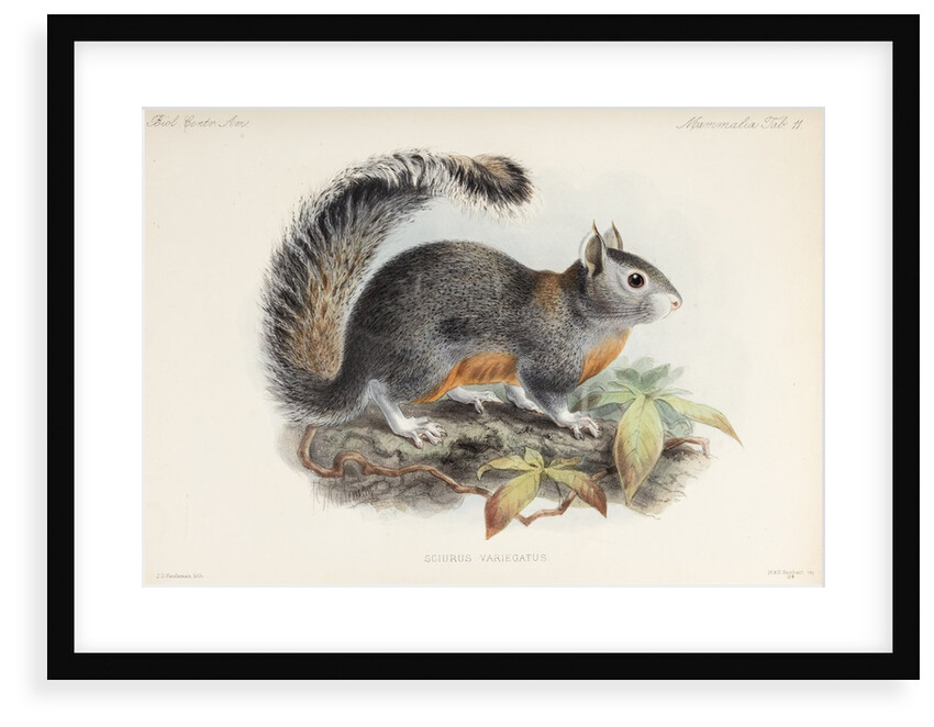 Variegated squirrel by Johannes Gerardus Keulemans
