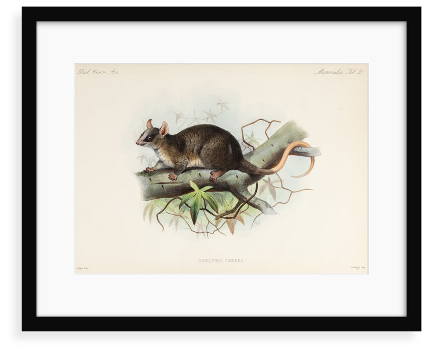 Woolly mouse opossum by Joseph Smit