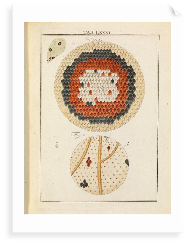 Butterfly wing by Adam Wolfgang Winterschmidt