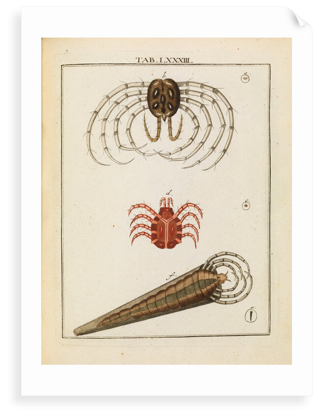 Animalcules by Adam Wolfgang Winterschmidt