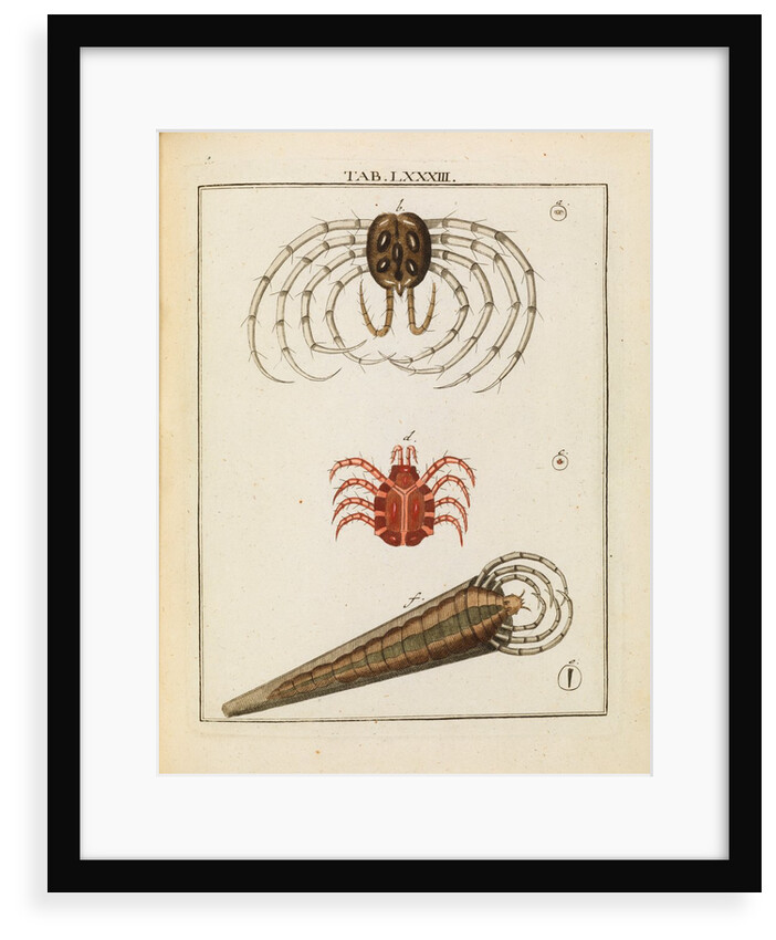 Animalcules by Adam Wolfgang Winterschmidt