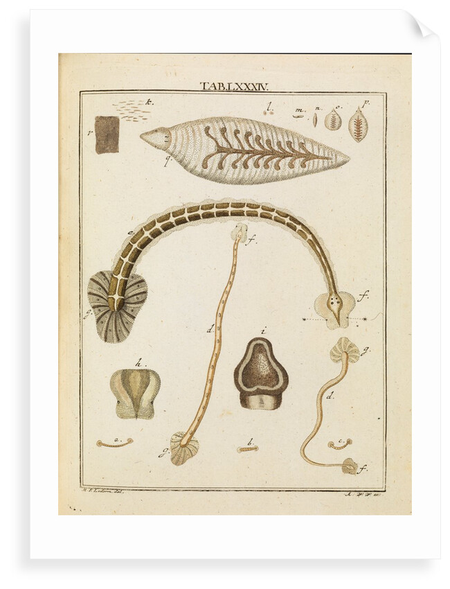 Leeches by Adam Wolfgang Winterschmidt