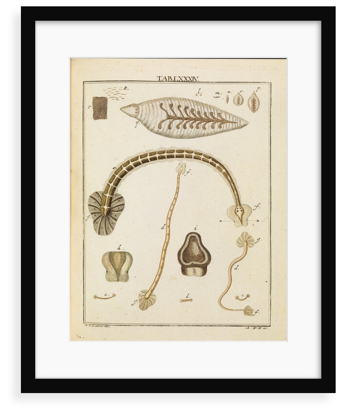 Leeches by Adam Wolfgang Winterschmidt