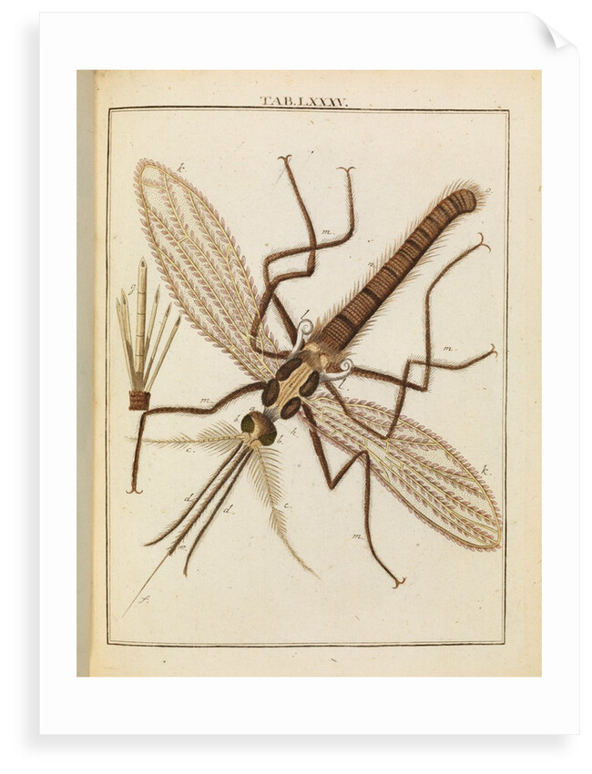 Gnat by Adam Wolfgang Winterschmidt
