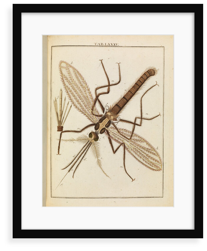 Gnat by Adam Wolfgang Winterschmidt