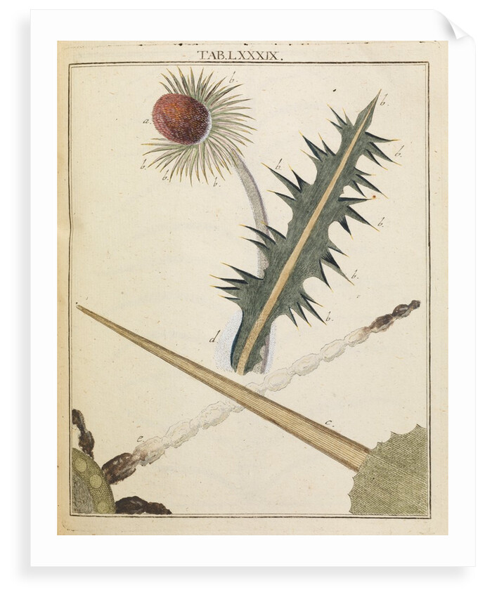 Thistle by Adam Wolfgang Winterschmidt