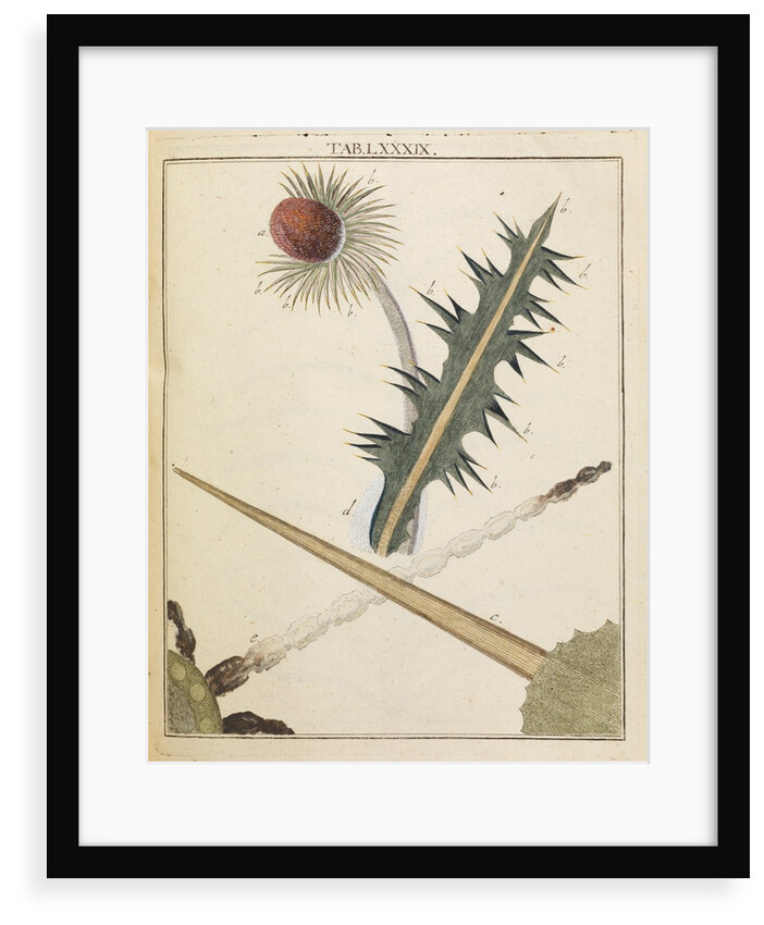 Thistle by Adam Wolfgang Winterschmidt