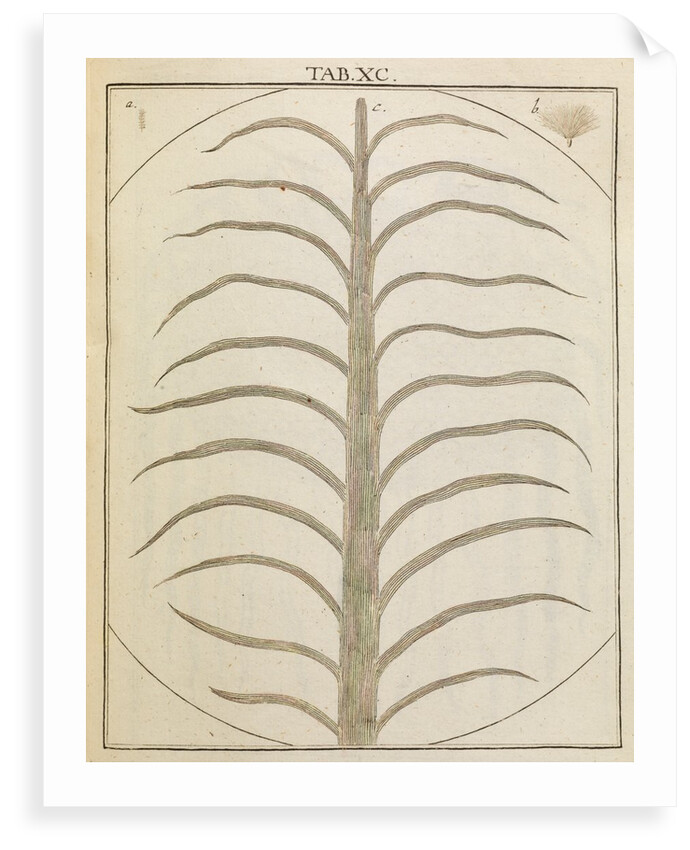 Thistle by Adam Wolfgang Winterschmidt