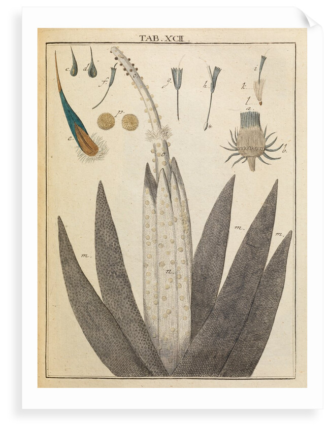 Thistle anatomy by Adam Wolfgang Winterschmidt
