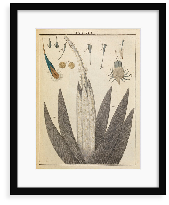 Thistle anatomy by Adam Wolfgang Winterschmidt