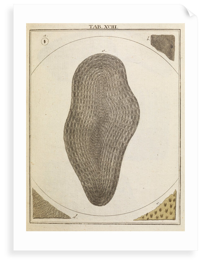 Eel scale by Adam Wolfgang Winterschmidt