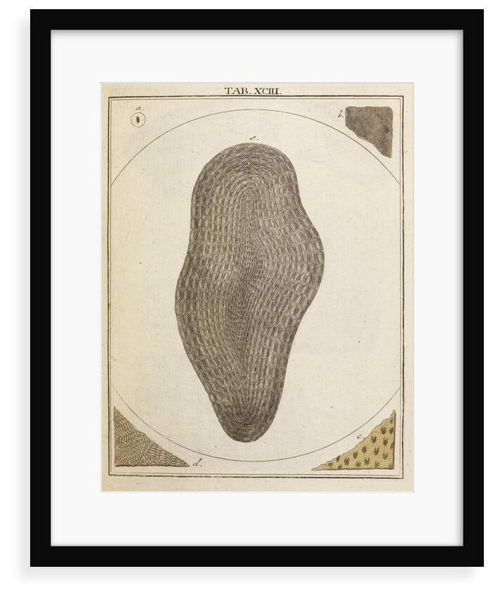 Eel scale by Adam Wolfgang Winterschmidt