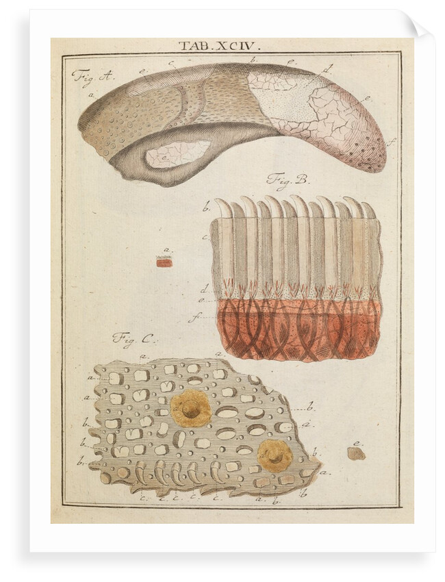 Veal and ox tongue by Adam Wolfgang Winterschmidt