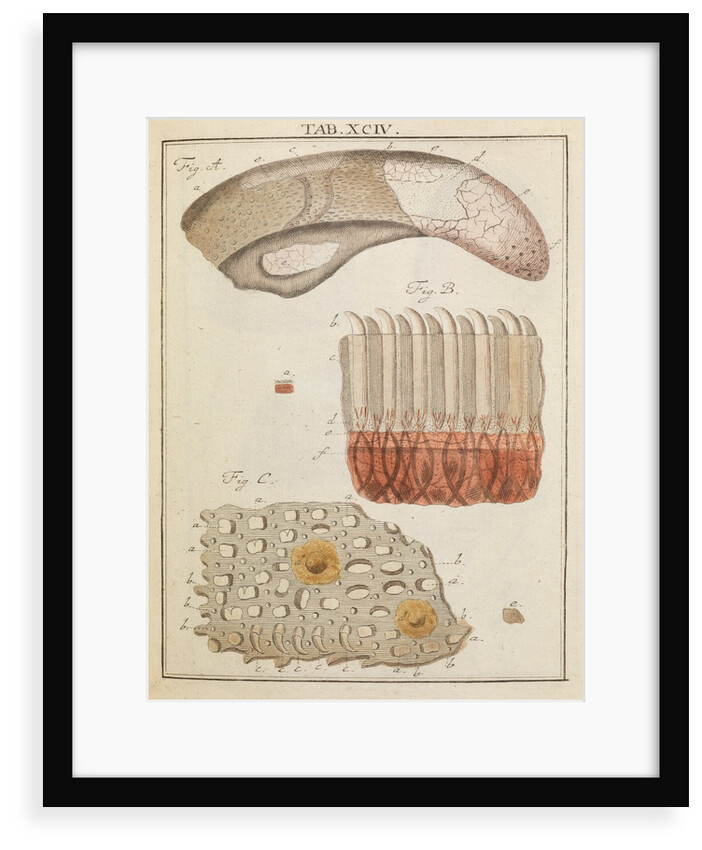 Veal and ox tongue by Adam Wolfgang Winterschmidt