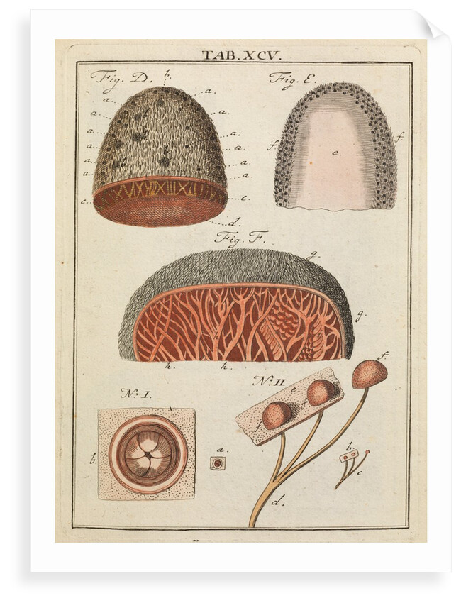 Tongue by Adam Wolfgang Winterschmidt