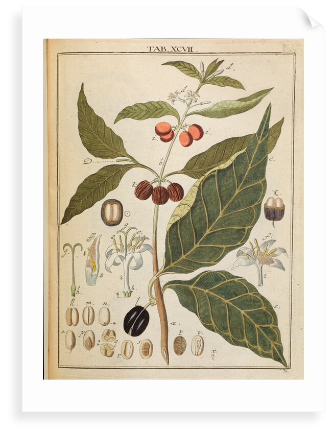Coffee plant by Adam Wolfgang Winterschmidt