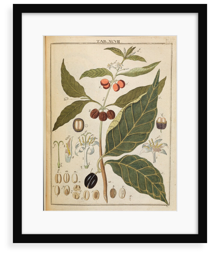 Coffee plant by Adam Wolfgang Winterschmidt