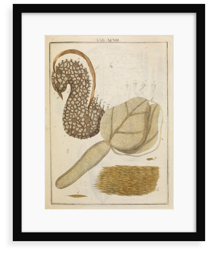 Coffee bean by Adam Wolfgang Winterschmidt