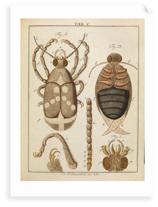 Beetles by Adam Wolfgang Winterschmidt