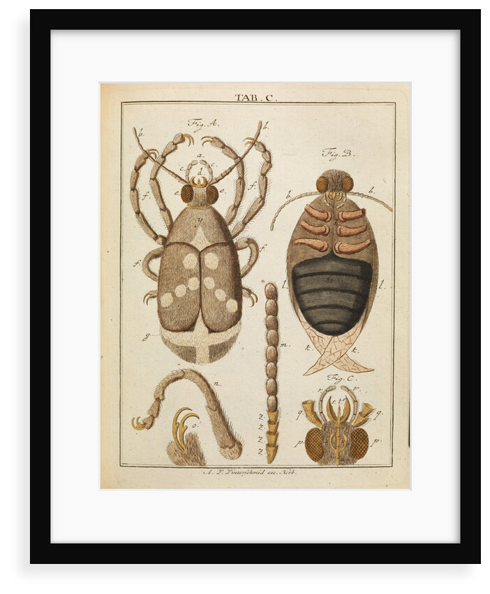 Beetles by Adam Wolfgang Winterschmidt