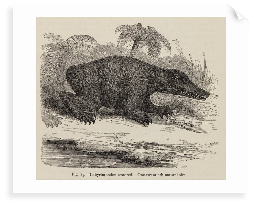 ‘Labrinthodon restored’ by Unknown artist