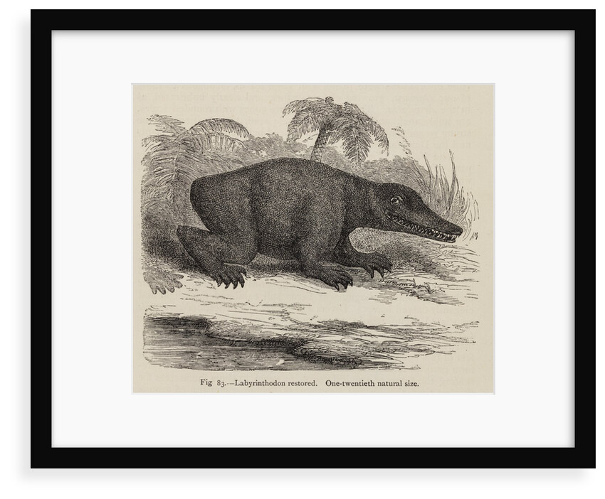 ‘Labrinthodon restored’ by Unknown artist