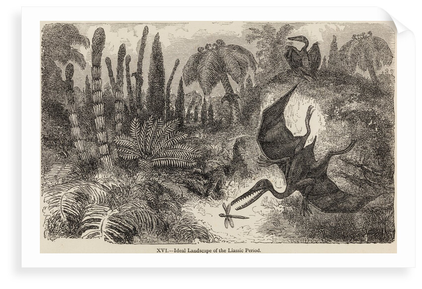 Pterodactyls by Unknown artist