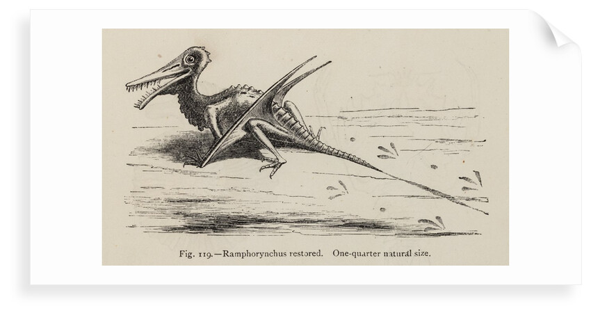 ‘Ramphorynchus restored’ by Unknown artist