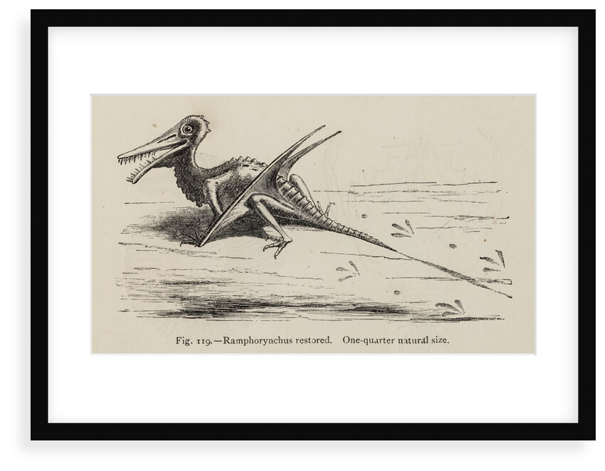 ‘Ramphorynchus restored’ by Unknown artist