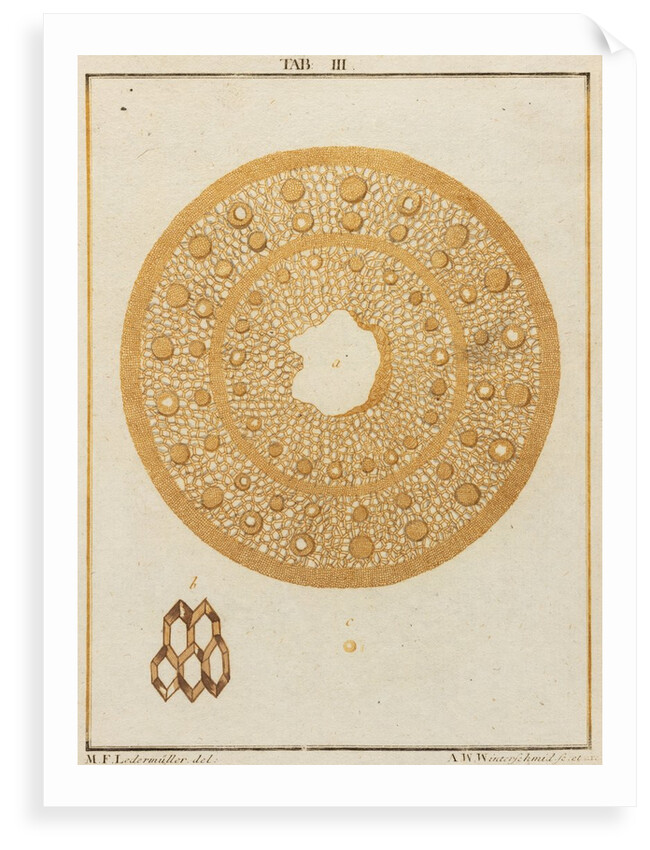 Straw by Adam Wolfgang Winterschmidt